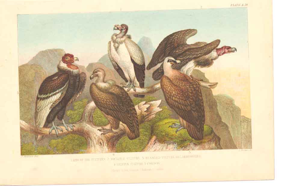 Original Old Antique Print Gsmith H/C 1859 Birds Vultures Condor 19th