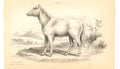Original Old Antique Print C1840 H/C Natural History Villous Horse 0 Victorian