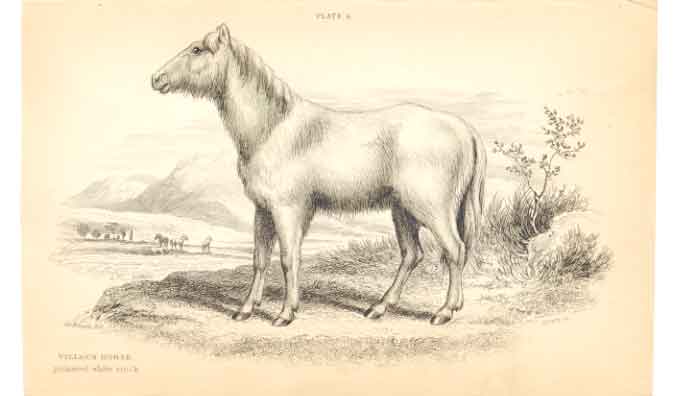 Original Old Antique Print C1840 H/C Natural History Villous Horse 0 Victorian