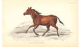 Original Old Antique Print C1840 H/C Natural History Egnus L'Alisio Victorian