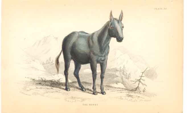Original Old Antique Print C1840 H/C Natural History The Henny Horse Victorian