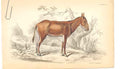Original Old Antique Print C1840 H/C Natural History Asinus Hamar Victorian