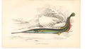 Original Old Antique Print C1840 H/C Fish Belone Gutianensis 0 19th