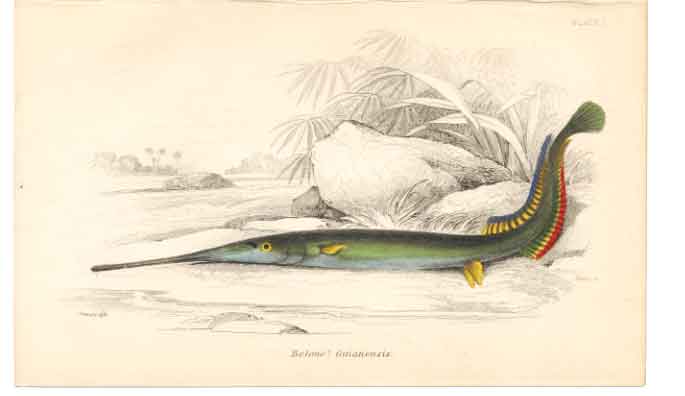 Original Old Antique Print C1840 H/C Fish Belone Gutianensis 0 19th