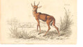 Original Old Antique Print C1840 H/C Natural History Mammals The Kevel 0 19th