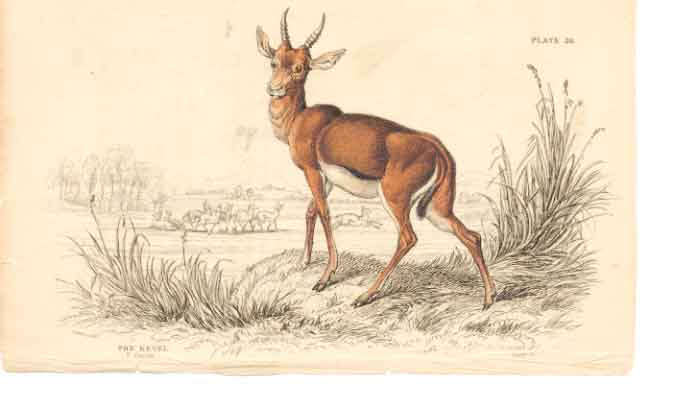 Original Old Antique Print C1840 H/C Natural History Mammals The Kevel 0 19th