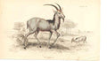 Original Old Antique Print C1840 H/C Natural History Mammals Takaitze 0 19th