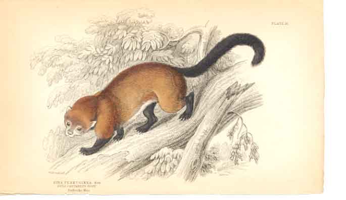 Original Old Antique Print C1840 H/C Mammals Eira Ferruginea 0 19th