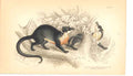 Original Old Antique Print C1840 H/C Mammals Gladictis Chrysogastes 0 Victorian