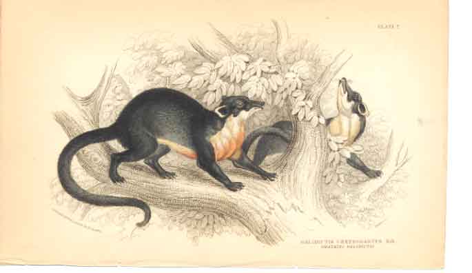 Original Old Antique Print C1840 H/C Mammals Gladictis Chrysogastes 0 Victorian