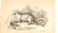 Original Old Antique Print C1840 H/C Mammals Paradoxurus Dubius 0 19th