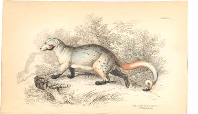 Original Old Antique Print C1840 H/C Mammals Paradoxurus Dubius 0 19th