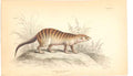 Original Old Antique Print C1840 H/C Mammals Herpestes Mungo 19th