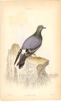 Original Old Antique Print C1840 H/C Birds Columba Livia 19th Century
