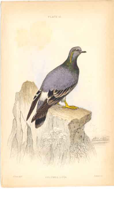 Original Old Antique Print C1840 H/C Birds Columba Livia 19th Century