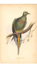 Original Old Antique Print C1840 H/C Birds Vinago Oxyura 19th Century