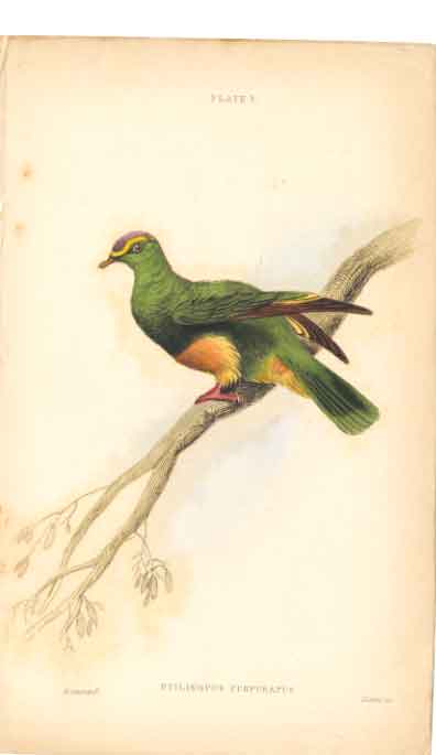 Original Old Antique Print C1840 H/C Birds Pitilinopus Purpuratus 0 Victorian