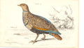 Original Old Antique Print C1840 H/C Birds Petrocles Arenarius F 19th