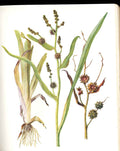 Old Antique Print Perrin Ltd Ed 1914 Flowering Botany Branched Bur Weed 20th