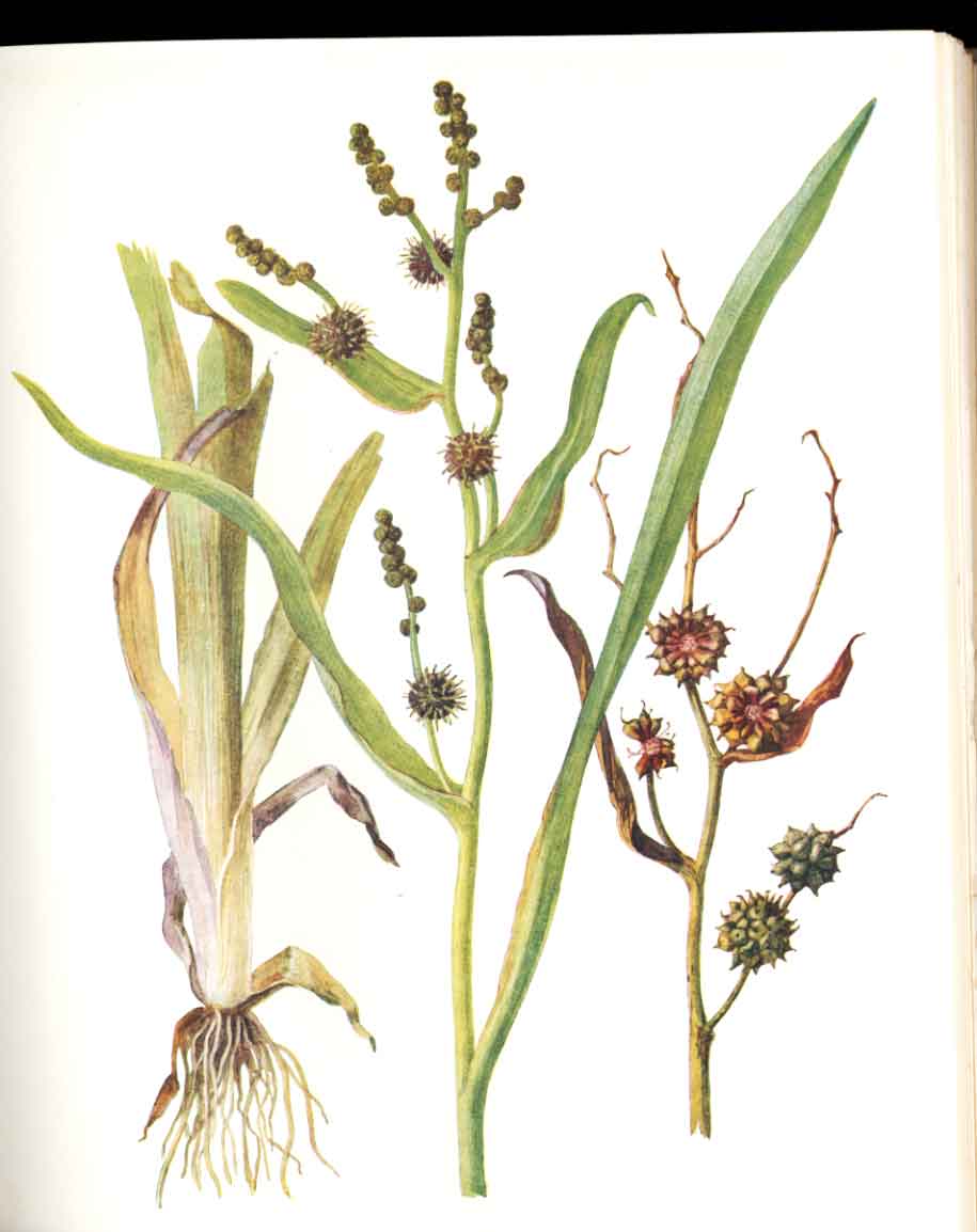 Old Antique Print Perrin Ltd Ed 1914 Flowering Botany Branched Bur Weed 20th
