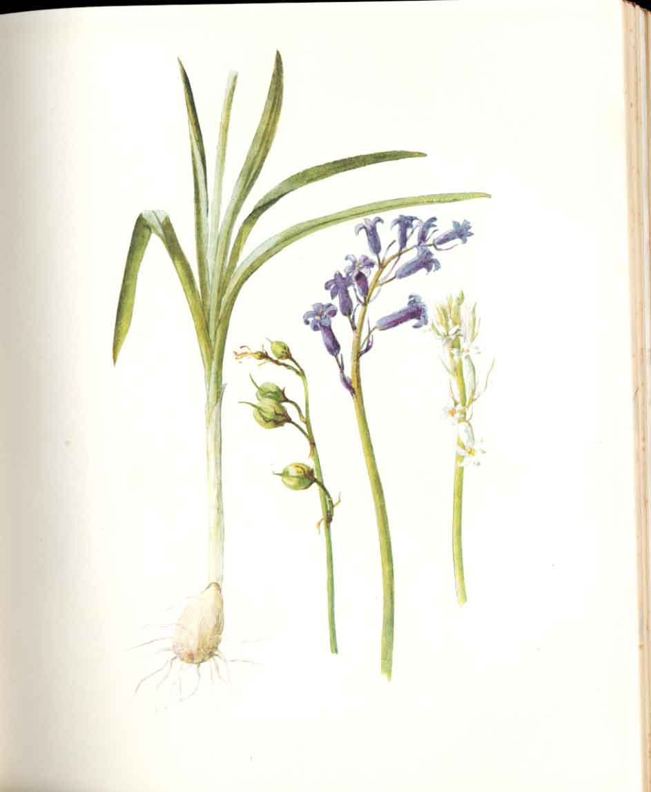 Old Antique Print Perrin Ltd Ed 1914 Flowering Plant The Wild Hyacinth 20th