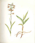 Old Antique Print Perrin Ltd Ed 1914 Flowering Plant Marsh Helleborine 20th