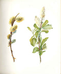 Original Old Antique Print Perrin Ltd Ed 1914 Flowering Plant The Goat Willow