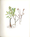 Original Old Antique Print Perrin Ltd Ed 1914 Flowering Plant The Bog Myrtle