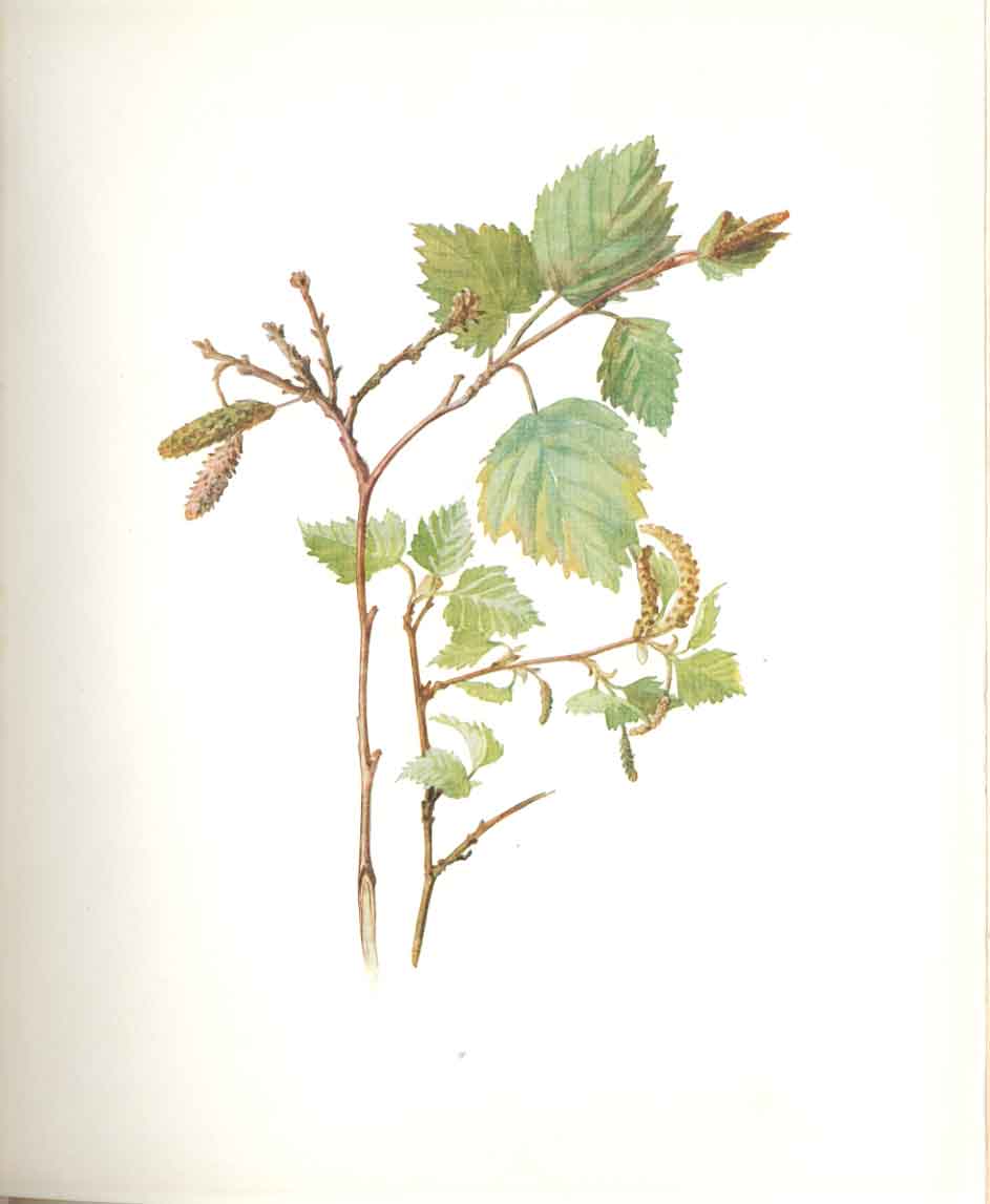 Original Old Antique Print Perrin Ltd Ed 1914 Flowering Plant The Birch 20th