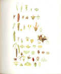 Original Old Antique Print Perrin Ltd Ed 1914 Drawings Catkin Bearing Trees