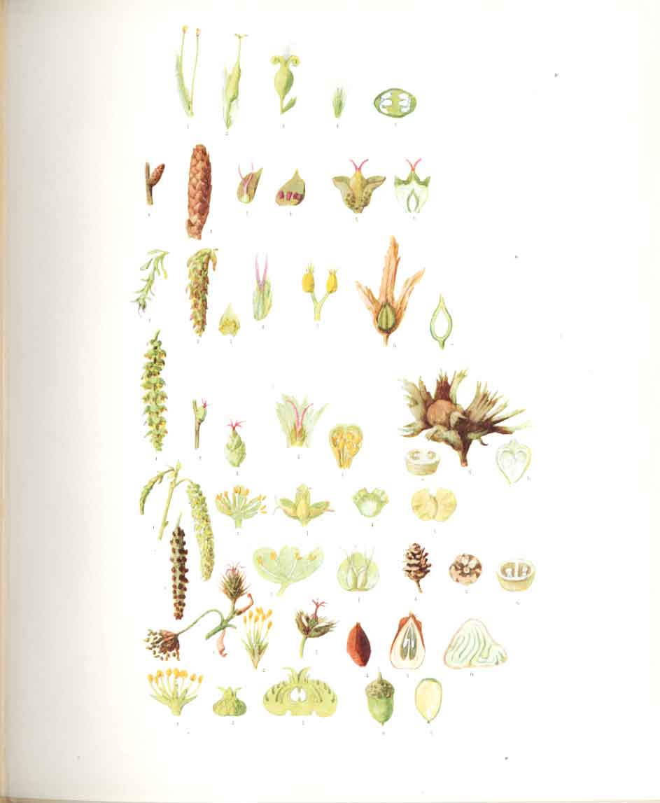 Original Old Antique Print Perrin Ltd Ed 1914 Drawings Catkin Bearing Trees