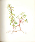 Original Old Antique Print Perrin Ltd Ed 1914 Flowering Pellitory The Wall