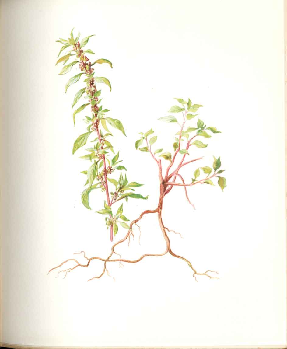 Original Old Antique Print Perrin Ltd Ed 1914 Flowering Pellitory The Wall