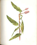 Original Old Antique Print Perrin Ltd Ed 1914 Flowering Amphibious Perssicaria