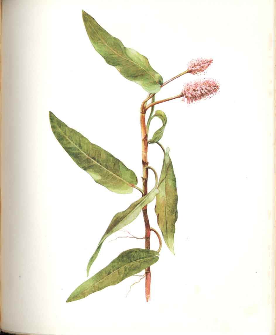 Original Old Antique Print Perrin Ltd Ed 1914 Flowering Amphibious Perssicaria