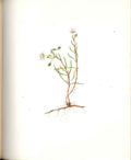 Old Antique Print Perrin Ltd Ed 1914 Flowering Seaside Sandwort Spurrey 20th