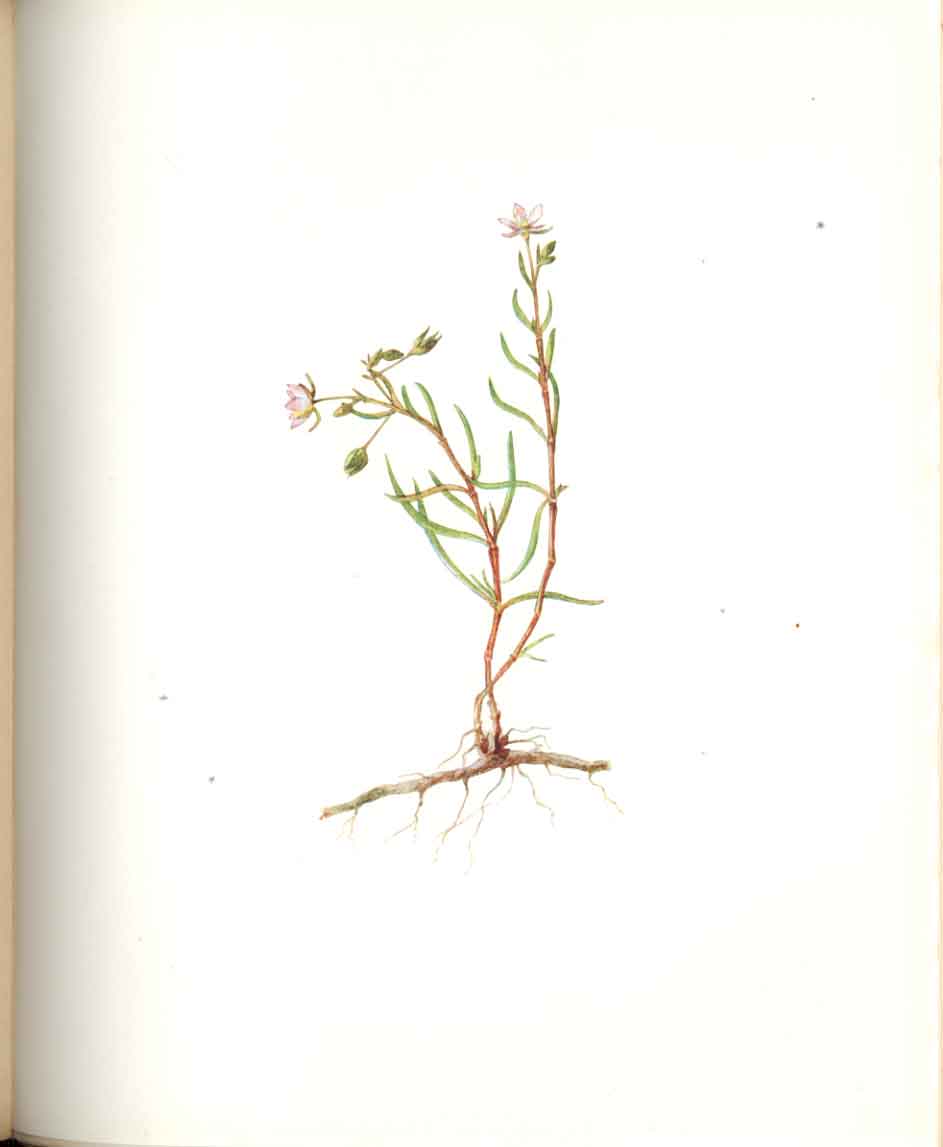 Old Antique Print Perrin Ltd Ed 1914 Flowering Seaside Sandwort Spurrey 20th