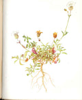 Original Old Antique Print Perrin Ltd Ed 1914 Flowering Plant The Sea Campion