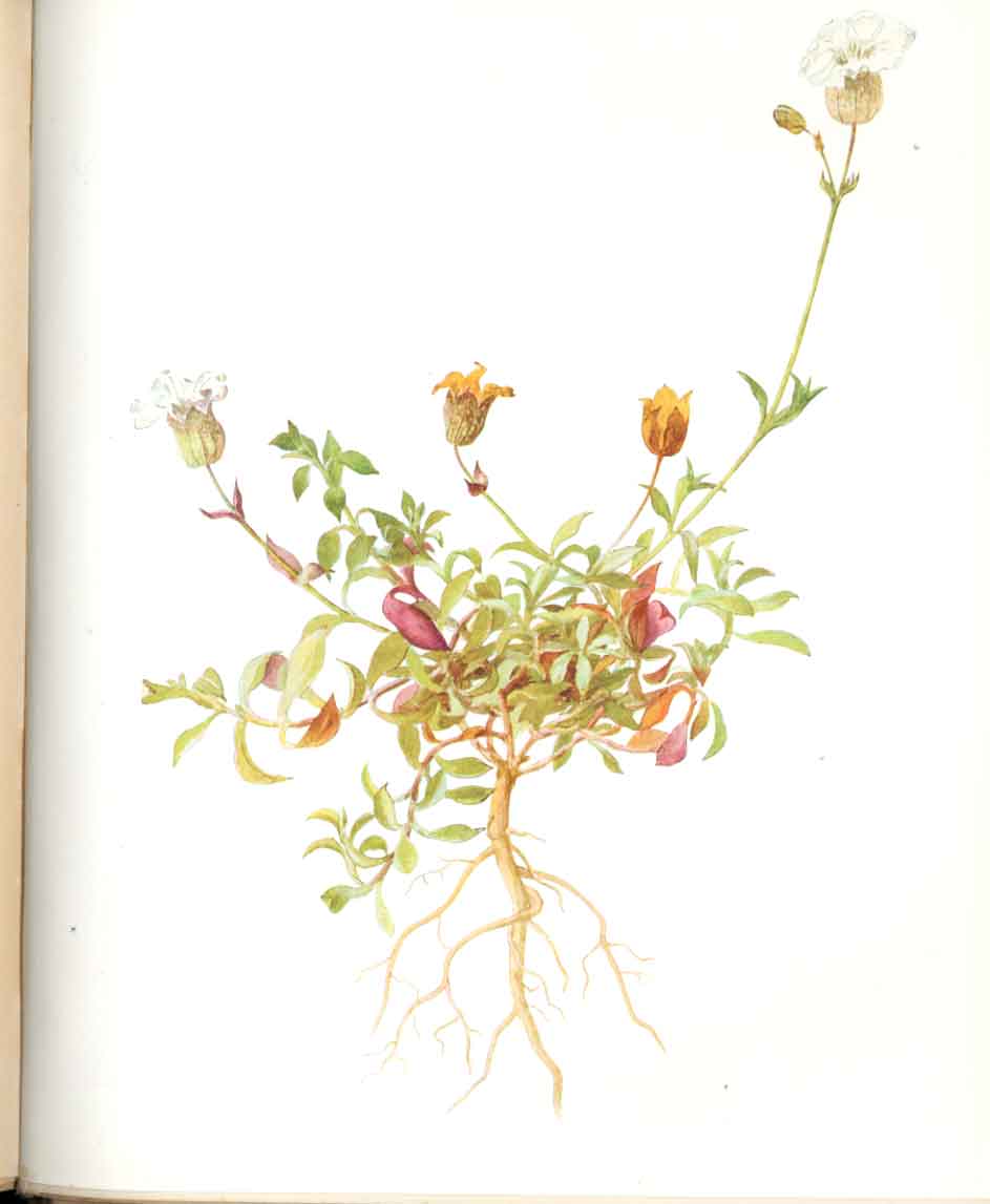 Original Old Antique Print Perrin Ltd Ed 1914 Flowering Plant The Sea Campion
