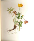 Original Old Antique Print Perrin Ltd Ed 1914 Flowering Plant The Globe Flower