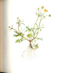 Original Old Antique Print Perrin Ltd Ed 1914 Flowering Plant Gilocks 20th