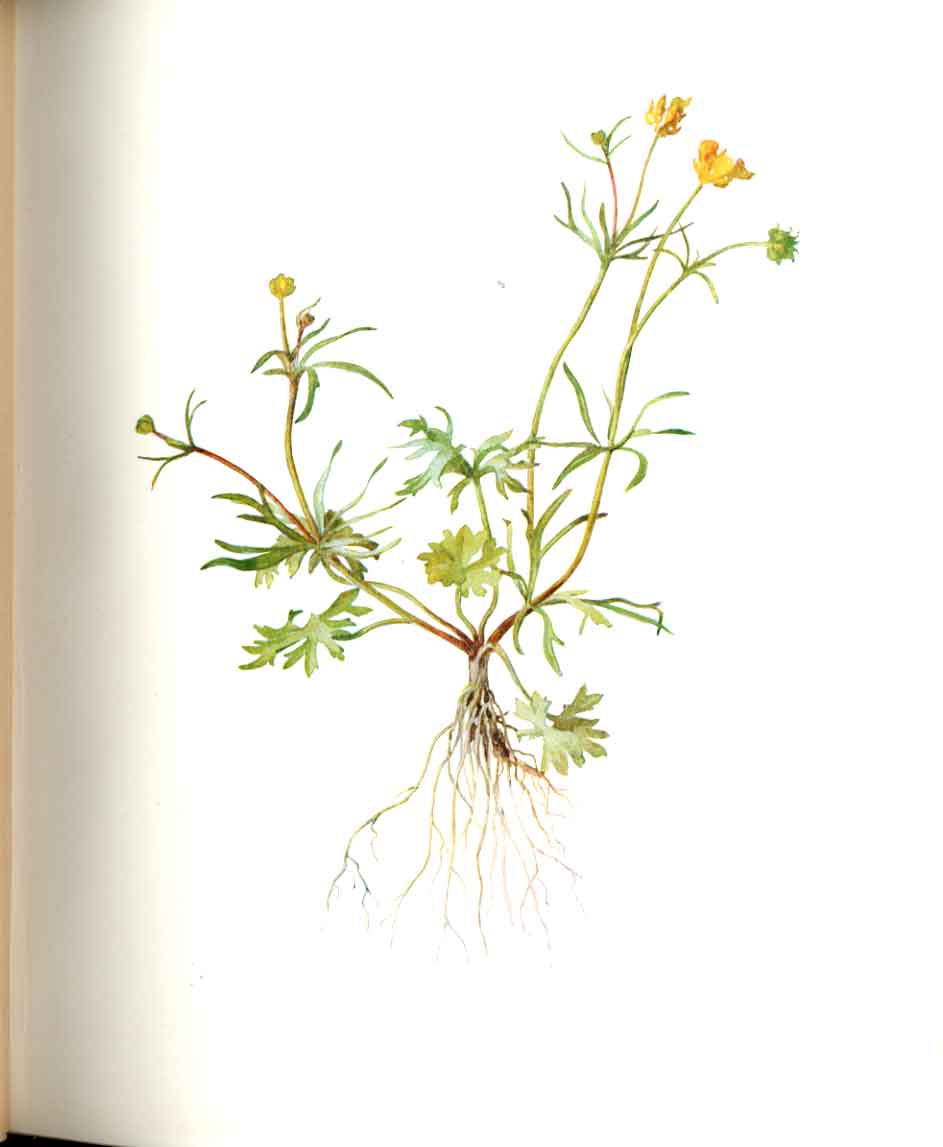 Original Old Antique Print Perrin Ltd Ed 1914 Flowering Plant Gilocks 20th