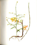Original Old Antique Print Perrin Ltd Ed 1914 Flowering Plant Hedge Mustard