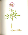 Original Old Antique Print Perrin Ltd Ed 1914 Flowering Plant The Coralwort