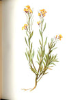 Original Old Antique Print Perrin Ltd Ed 1914 Flowering Plant The Wallflower