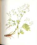 Antique Old Print Perrin Ltd Ed 1914 Flowering Plant Alpine Lady'S Mantle 20th