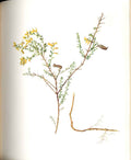 Original Old Antique Print Perrin Ltd Ed 1914 Flowering Plant The Petty Whin