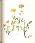 Original Old Antique Print Perrin Ltd Ed 1914 Flowering Plant Lady'S Fingers