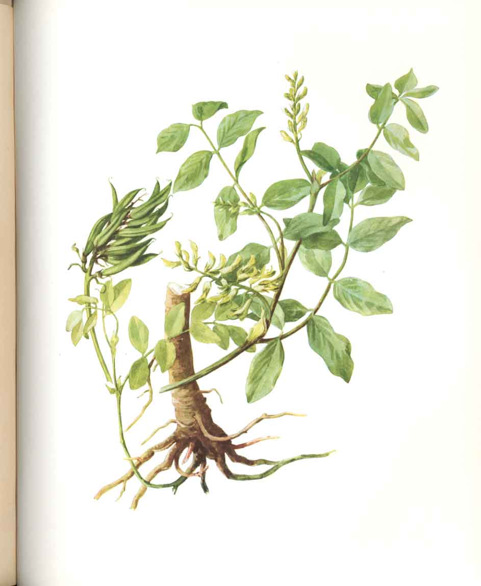 Original Old Antique Print Perrin Ltd Ed 1914 Flowering Plant Sweet Milk Vetch