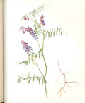 Original Old Antique Print Perrin Ltd Ed 1914 Flowering Plant The Tufted Vetch